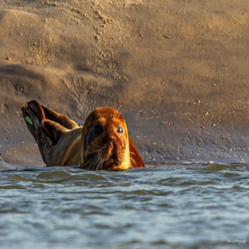 Sealenie, gefotografeerd door Thibaut De Clercq bij Baie d'Auti in Normandie.jpg